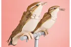 Vogelperspektiven