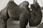 Tierstimmen